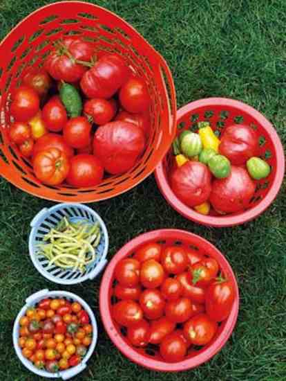 Vegetables from the kitchen garden of second prize winner Jennifer Hill; Danbury, Conn.